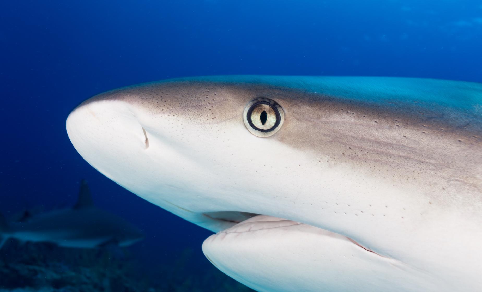 Shark Encounter and Coral World - Image 1