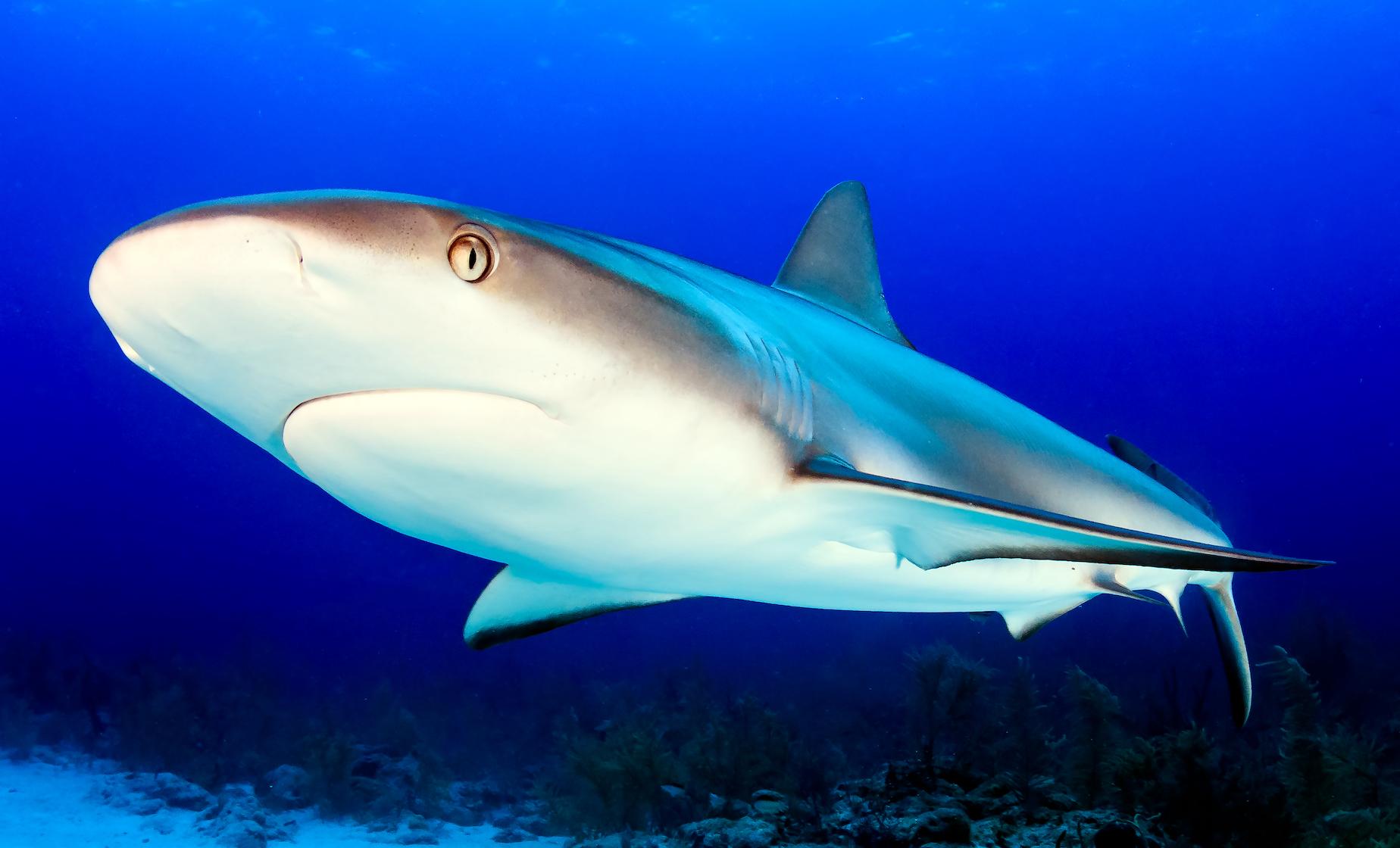 Shark Encounter, Coral World and Coki Beach - Image 1