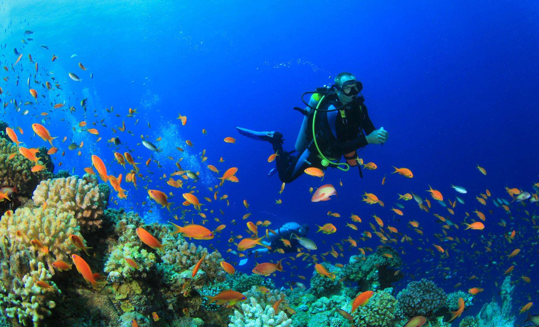 Two Tank Certified Boat Dive - Image 1