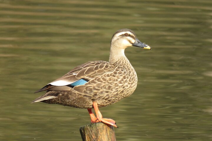 Visit to Vedanthangal Bird Sanctuary from Chennai - Image 3