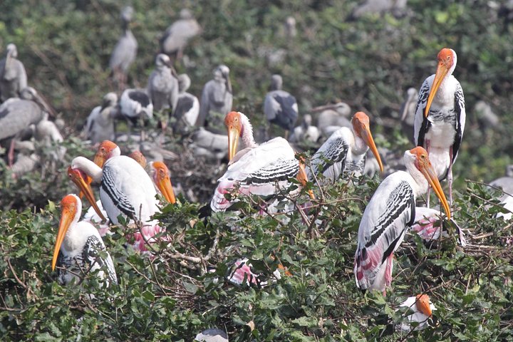 Visit to Vedanthangal Bird Sanctuary from Chennai - Image 2