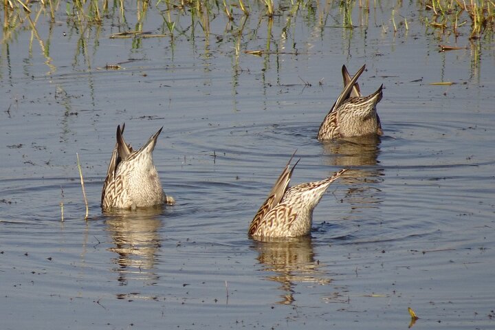 Visit to Vedanthangal Bird Sanctuary from Chennai - Image 5