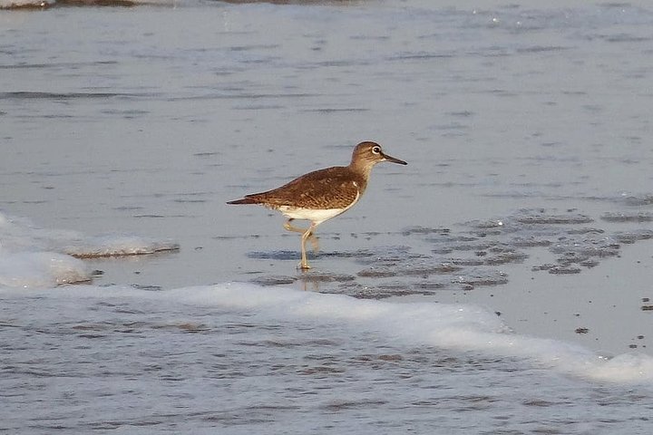 Visit to Vedanthangal Bird Sanctuary from Chennai - Image 4