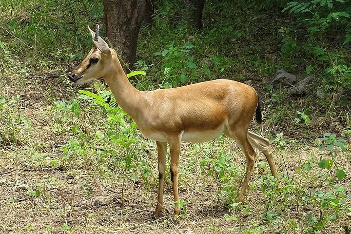 Wildlife trail in Chennai - Image 4
