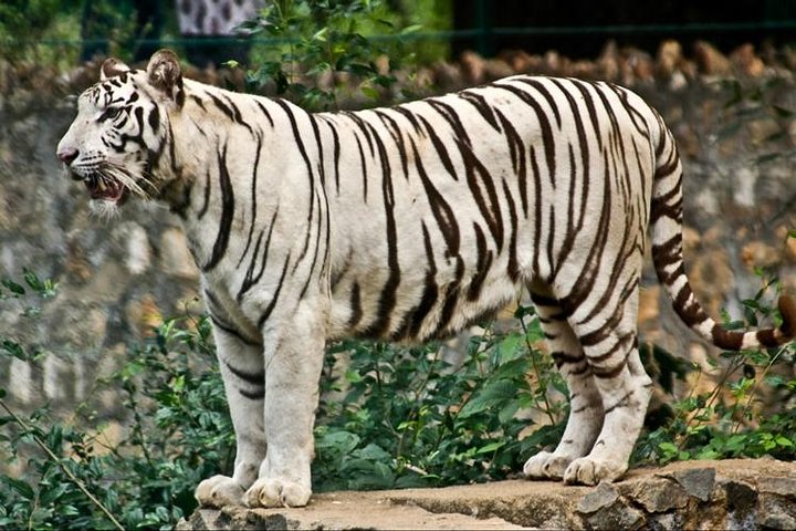 Wildlife trail in Chennai - Image 2