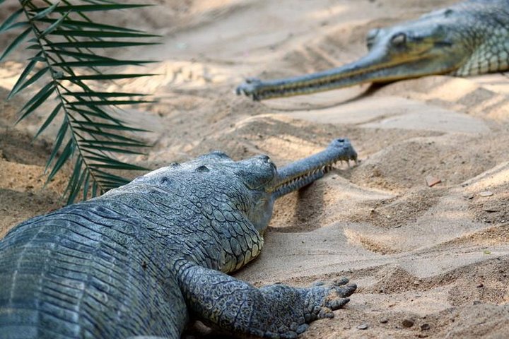 Wildlife trail in Chennai - Image 1