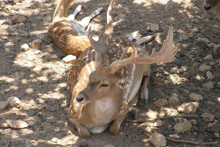 Wildlife trail in Chennai - Image 5