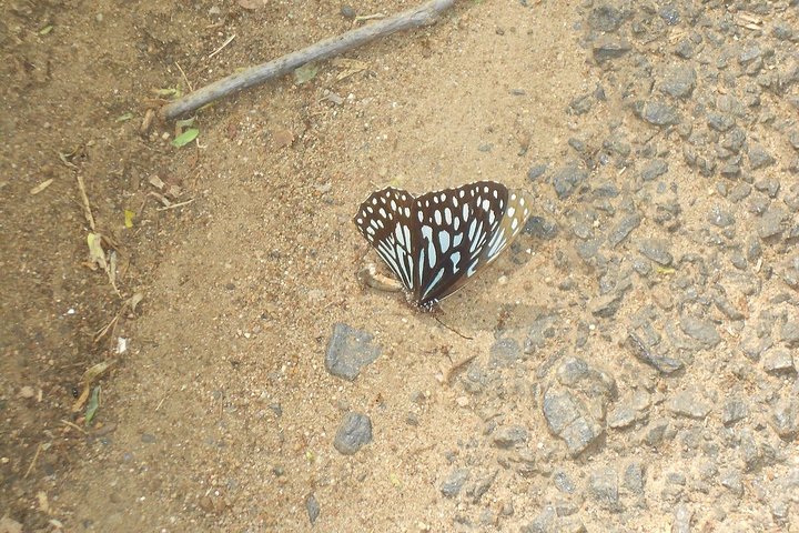 Wildlife trail in Chennai - Image 3
