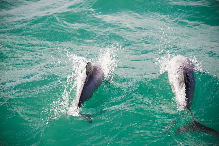 Akaroa Private Day Tour From Christchurch (Carbon Neutral) - Image 4