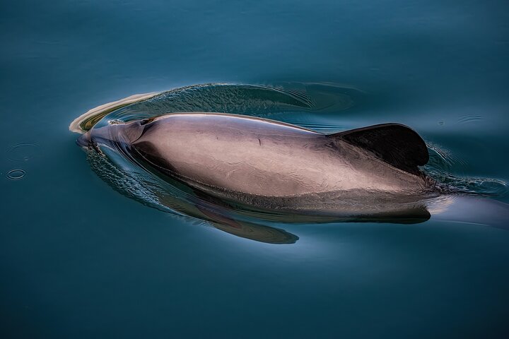 Akaroa Private Day Tour From Christchurch (Carbon Neutral) - Image 3