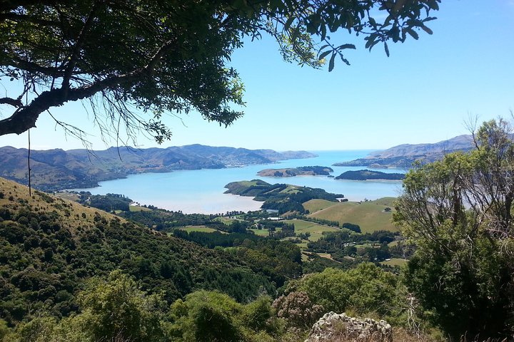 Guided Walk & Scenic Drive from Christchurch- Port Hills & Packhorse Hut - Image 3