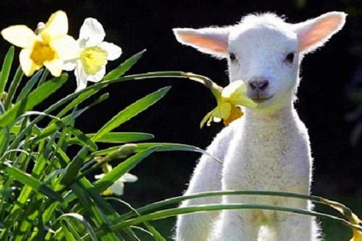 Lyttelton Cruise Excursions: Christchurch Sightseeing with Sheep Farm - Image 1