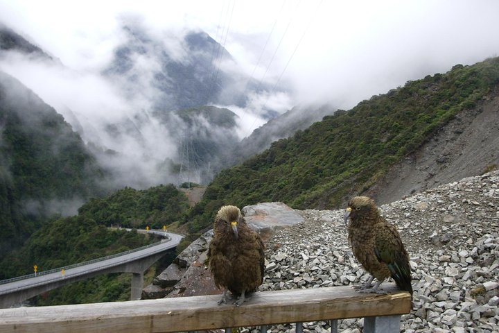 Lyttelton Shore Excursion: Arthur's Pass Day Tour - Image 3