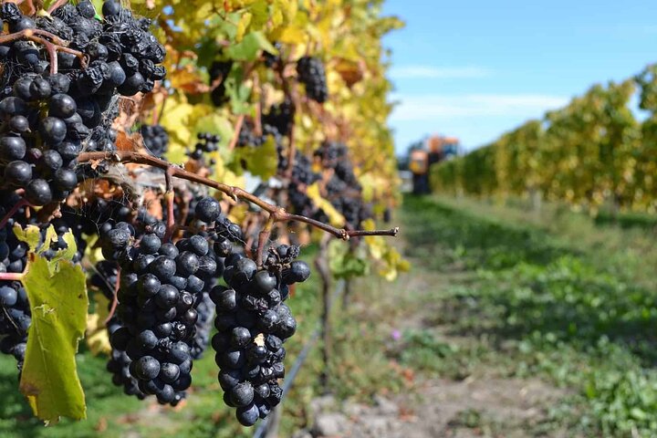 Lyttelton Shore Excursion - City Highlights & Waipara Wine Tour - Image 4