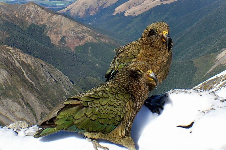 Lyttelton Shore Excursion: TranzAlpine and Arthurs Pass Tour - Image 2