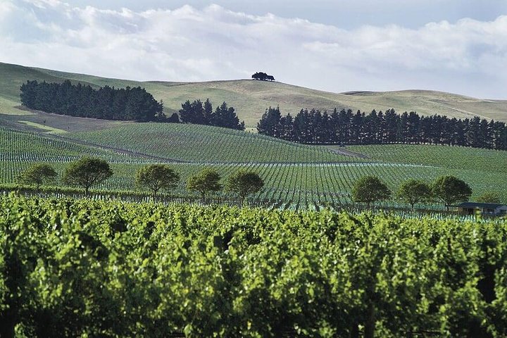 Lyttelton Shore Excursion - Waipara Wine Tour With Lunch - Image 1