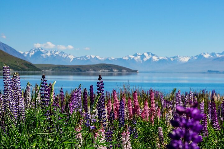 Mt Cook & Lake Tekapo Small Group Tour from Christchurch  - Image 4