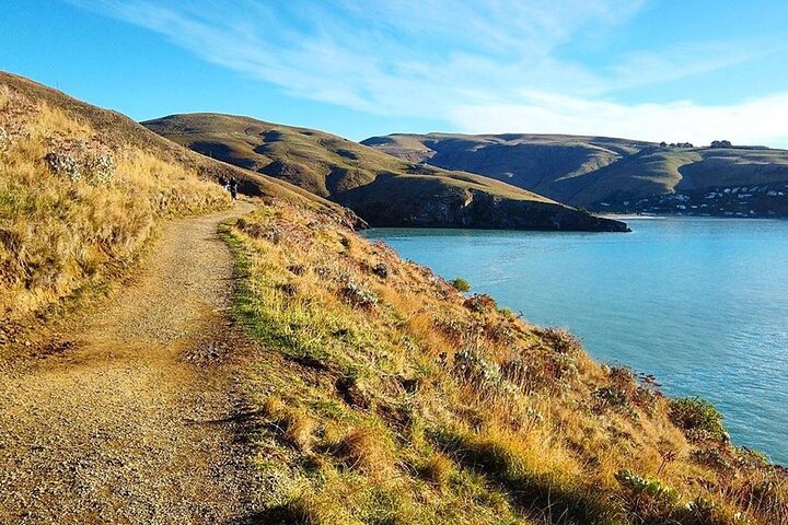 Private Walking Tour From Christchurch - Lyttelton & Godley Head - Image 5