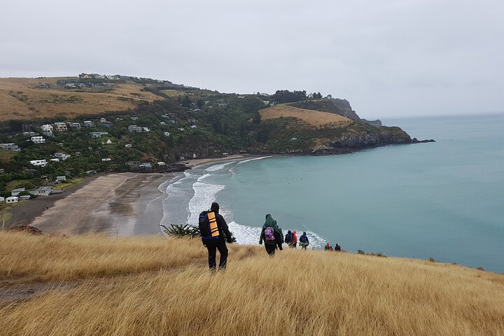 Private Walking Tour From Christchurch - Lyttelton & Godley Head - Image 3