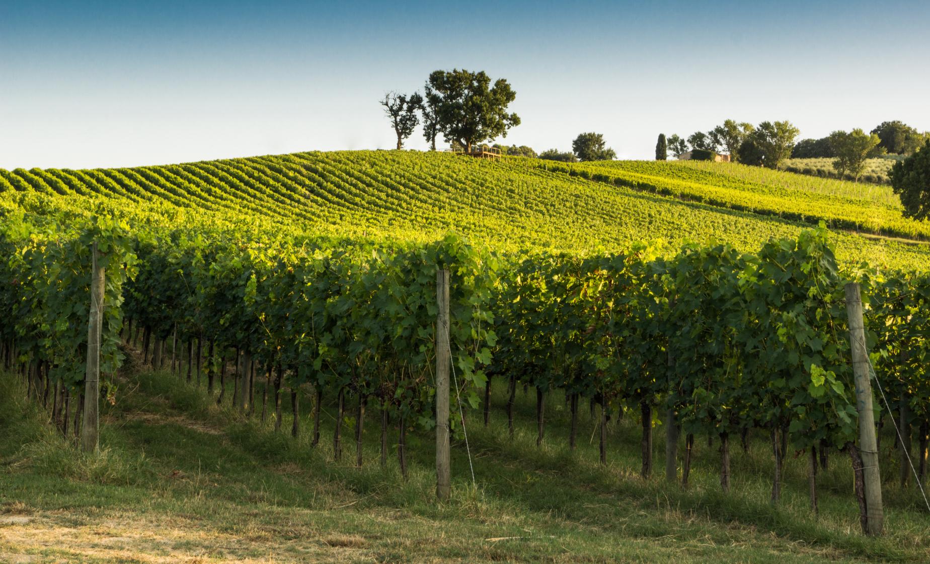 Discover Livorno and Bolgheri Wine Experience - Image 1