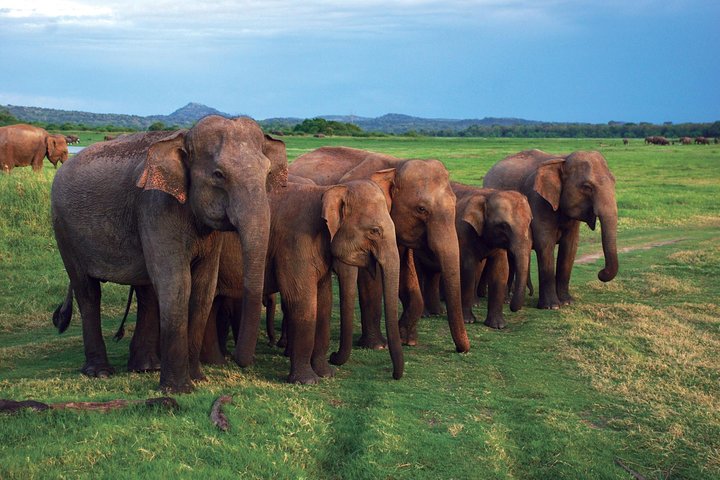 03 Nights in Amazing Sri Lanka - Image 3