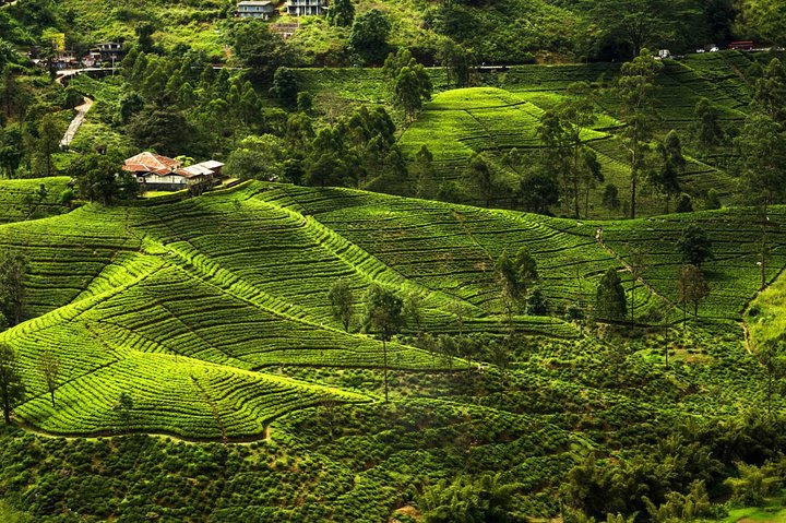 10 Days Tour in Sri Lanka Hotels with Breakfast  - Image 4