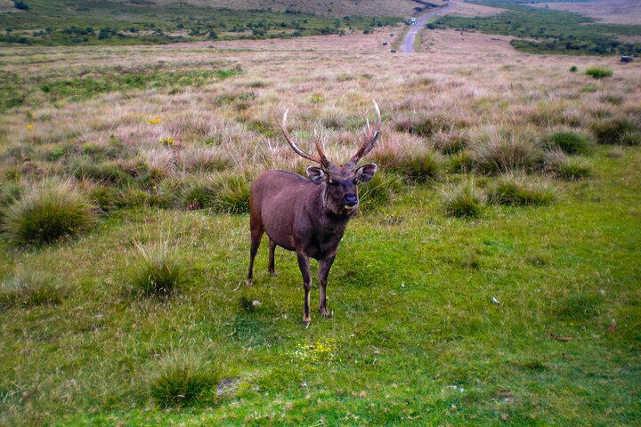 10 Days Tour In Sri Lanka - Introduction to the Magical Island. - Image 4