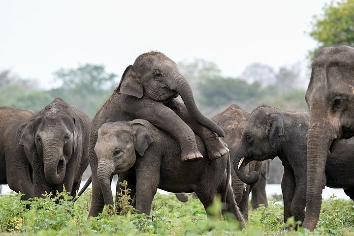 12-Days Adventure Tour in Sri Lanka - Image 1