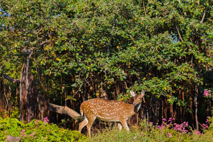 14-Day Private Tour in Sri Lanka - Image 4