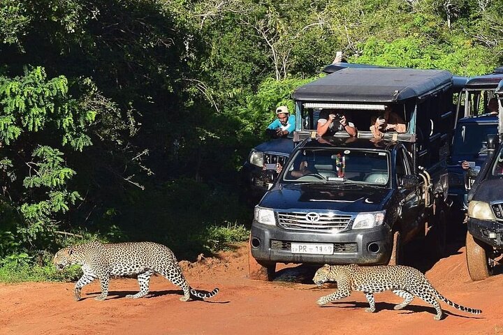14-Days Private Tour in Sri Lanka with Pick Up - Image 5
