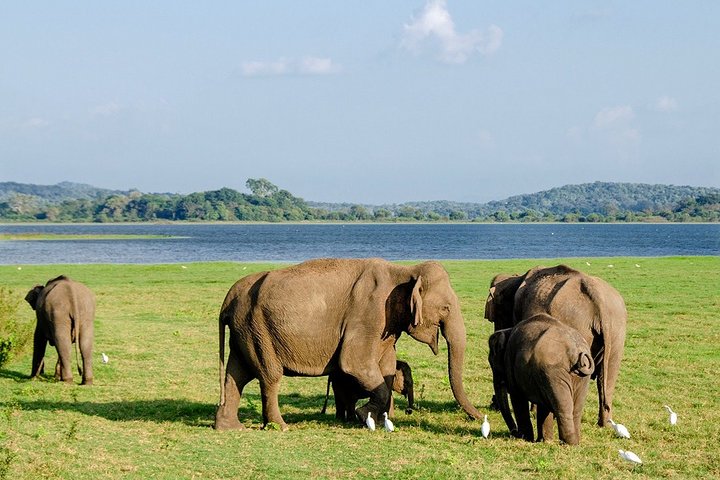 14-nights/15-days Sri Lanka round tour by car - with Nilaveli Beach - Image 5