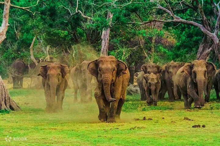 2 Day Tour to Galle & Udawalawe from Colombo - Image 5