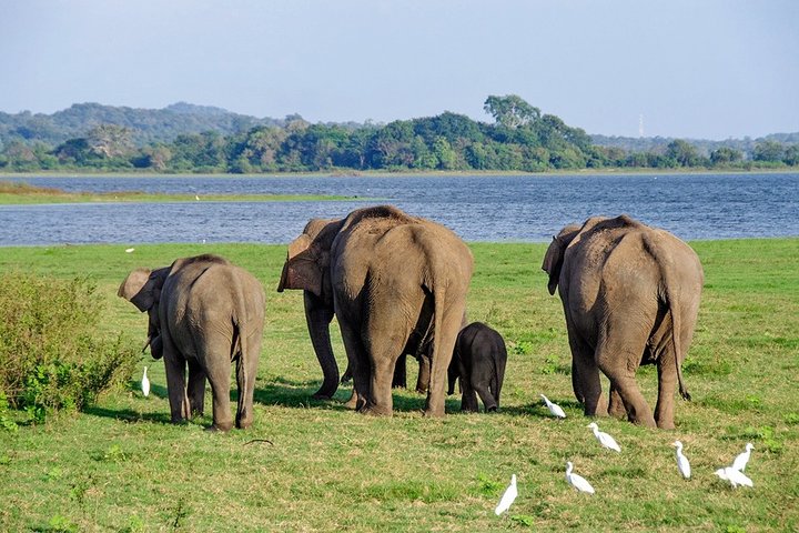 2-days Transfer from Colombo to Trincomalee or Nilaveli - Sightseeing Tour - Image 3