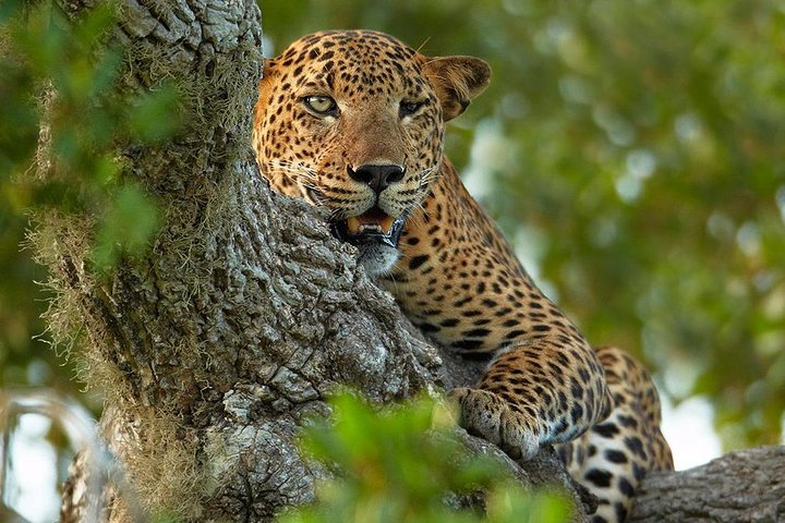 2 Nights All Inclusive Luxury Camping in Yala with Return transfers - Image 1