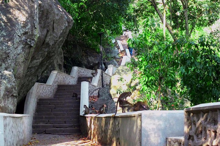 3 Day SriLanka Cultural Tour:Dambulla/ Sigiriya/ Polonnaruwa / Minneriya/ Kandy - Image 4