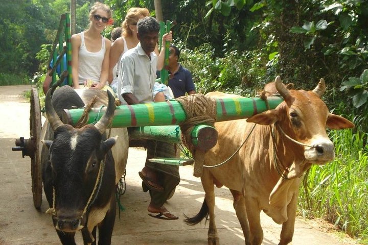 3 Days Glimpse of Sri Lanka - Image 2
