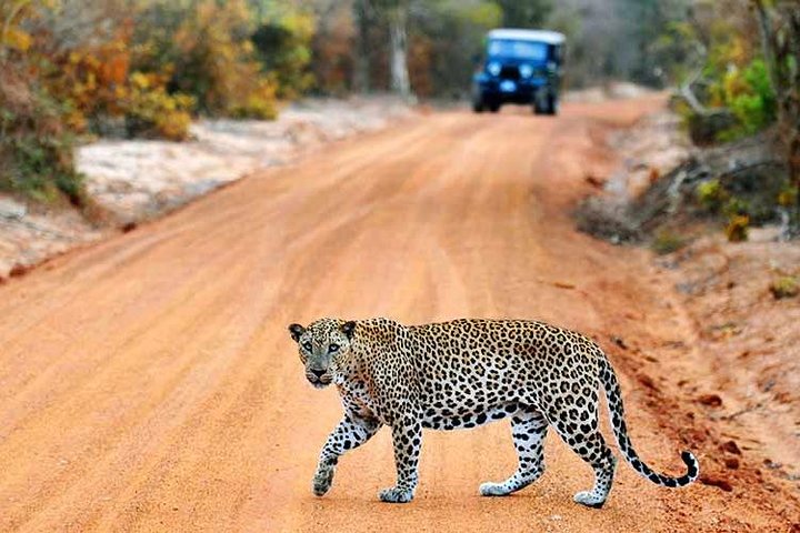 6 Day Round Tour in Sri Lanka With Chauffeur - Image 2