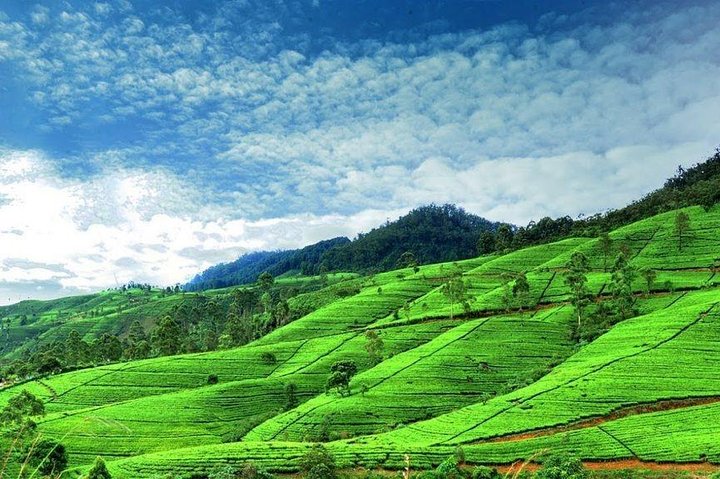 6-Day Sri Lanka Private Tour - Image 3