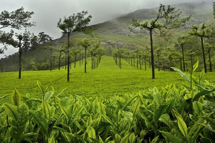 6-Day Sri Lanka Private Tour - Image 5