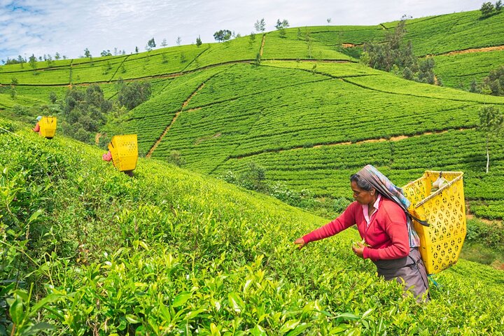 7 Days Private Guided Tour in Around Sri Lanka - Image 5