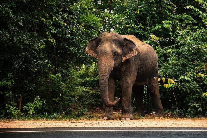 8 Days Private Vacation in Sri Lanka - Image 4
