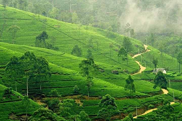 9 Days Private Vehicle With Driver Explore Srilanka By Your Own Plans - Image 3