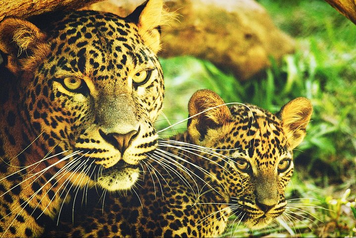 All in one Sri lanka 7nights 8 days for couple price  - Image 3