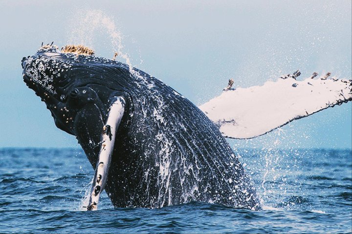 All in one Sri lanka 7nights 8 days for couple price  - Image 1