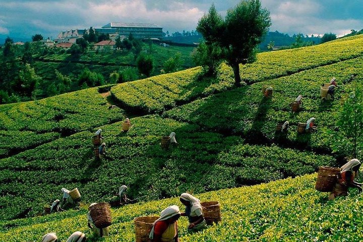 All Inclusive 4-Day Tour to Kandy,Nuwara Eliya,Sigiri Dambulla&Polonnaruwa - Image 5