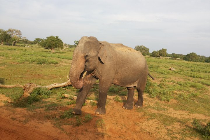 All Inclusive Udawalawe National Park Safari Day Tour from Colombo and Negombo - Image 3
