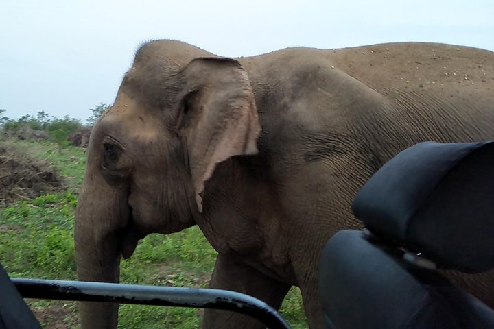 All Inclusive Udawalawe National Park Safari Day Tour from Colombo and Negombo - Image 1
