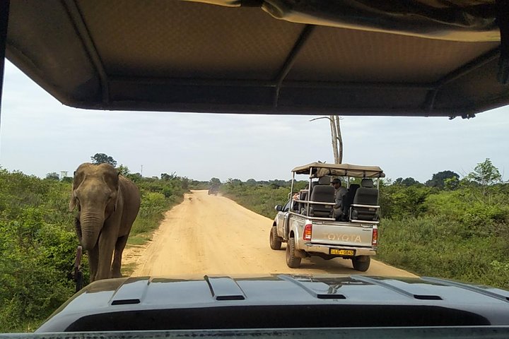 All Inclusive Udawalawe National Park Safari Day Tour from Colombo and Negombo - Image 4