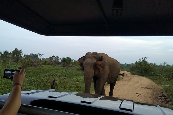 All Inclusive Udawalawe National Park Safari Day Tour from Colombo and Negombo - Image 2