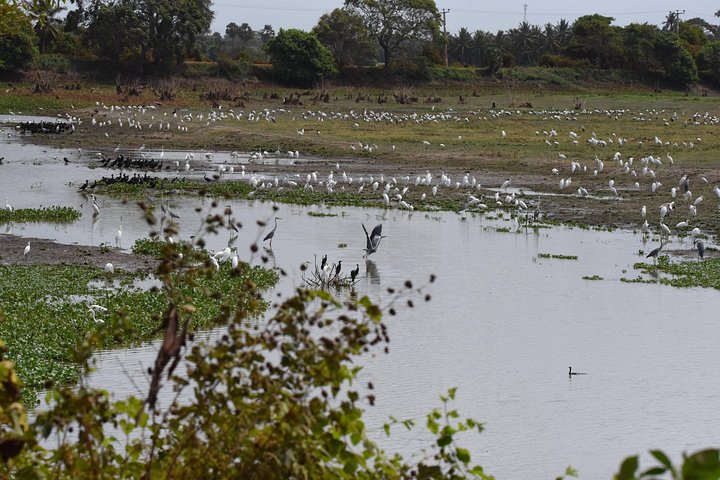 All Inclusive Wilpattu National Park Safari Day Tour from Colombo & Negombo - Image 5